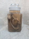 Juvenile Armadillo Wet Specimen PRE-CLAIM