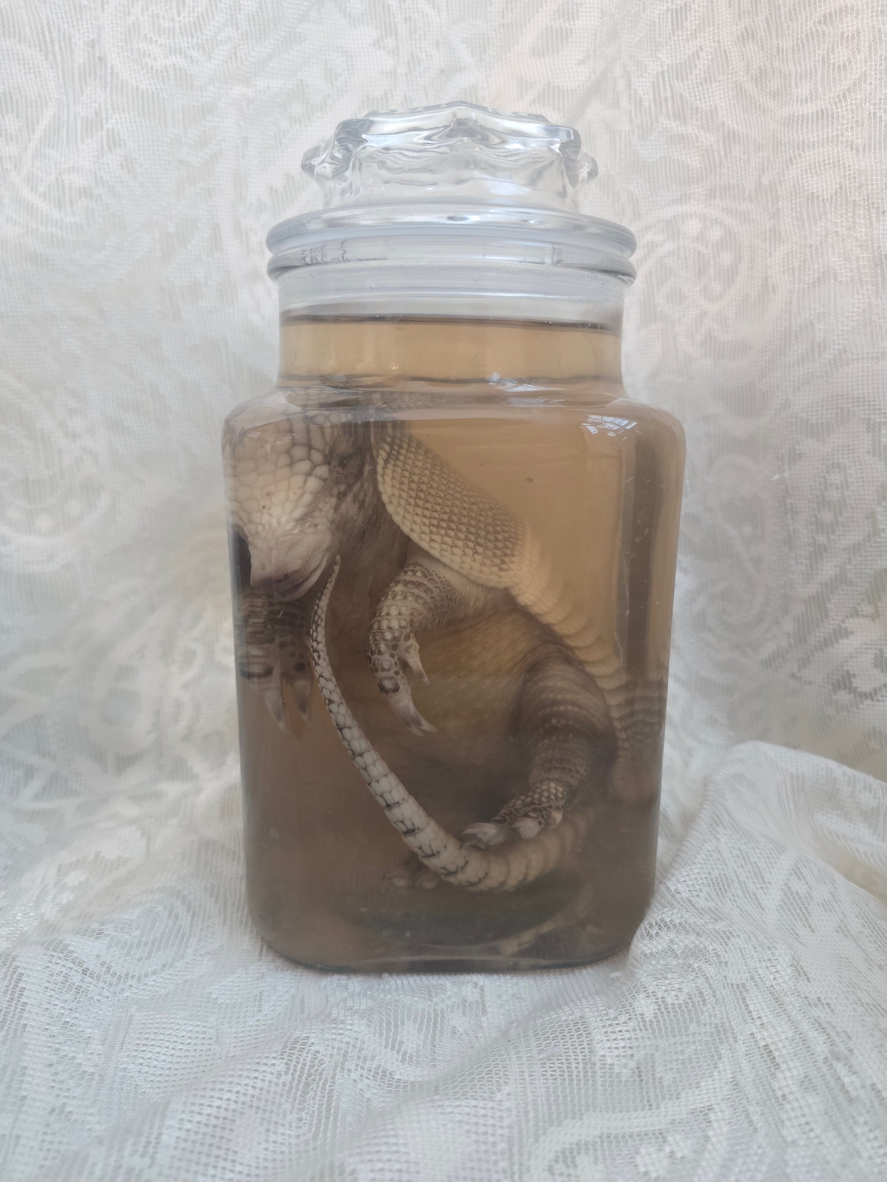 Juvenile Armadillo Wet Specimen PRE-CLAIM