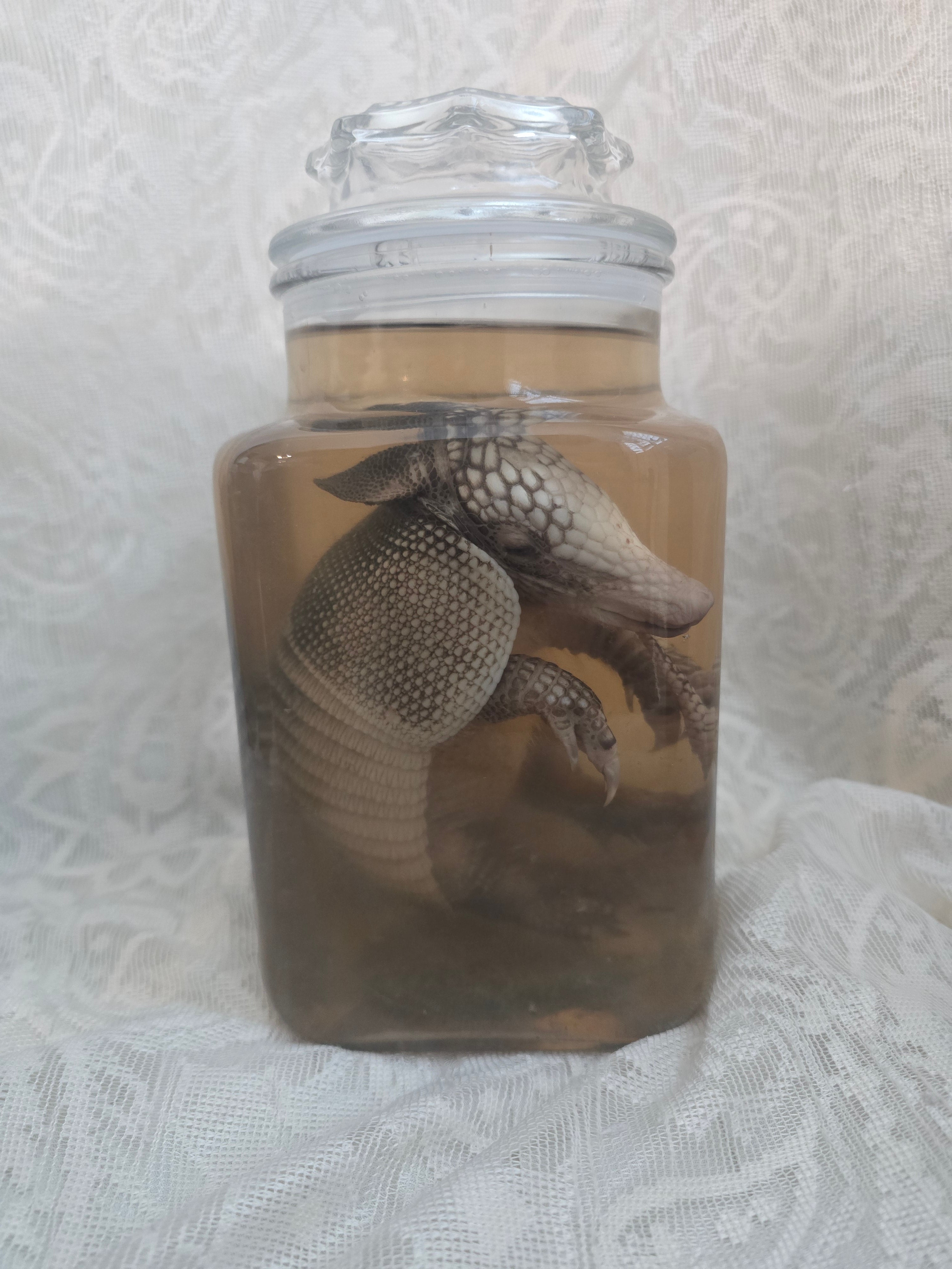 Juvenile Armadillo Wet Specimen PRE-CLAIM