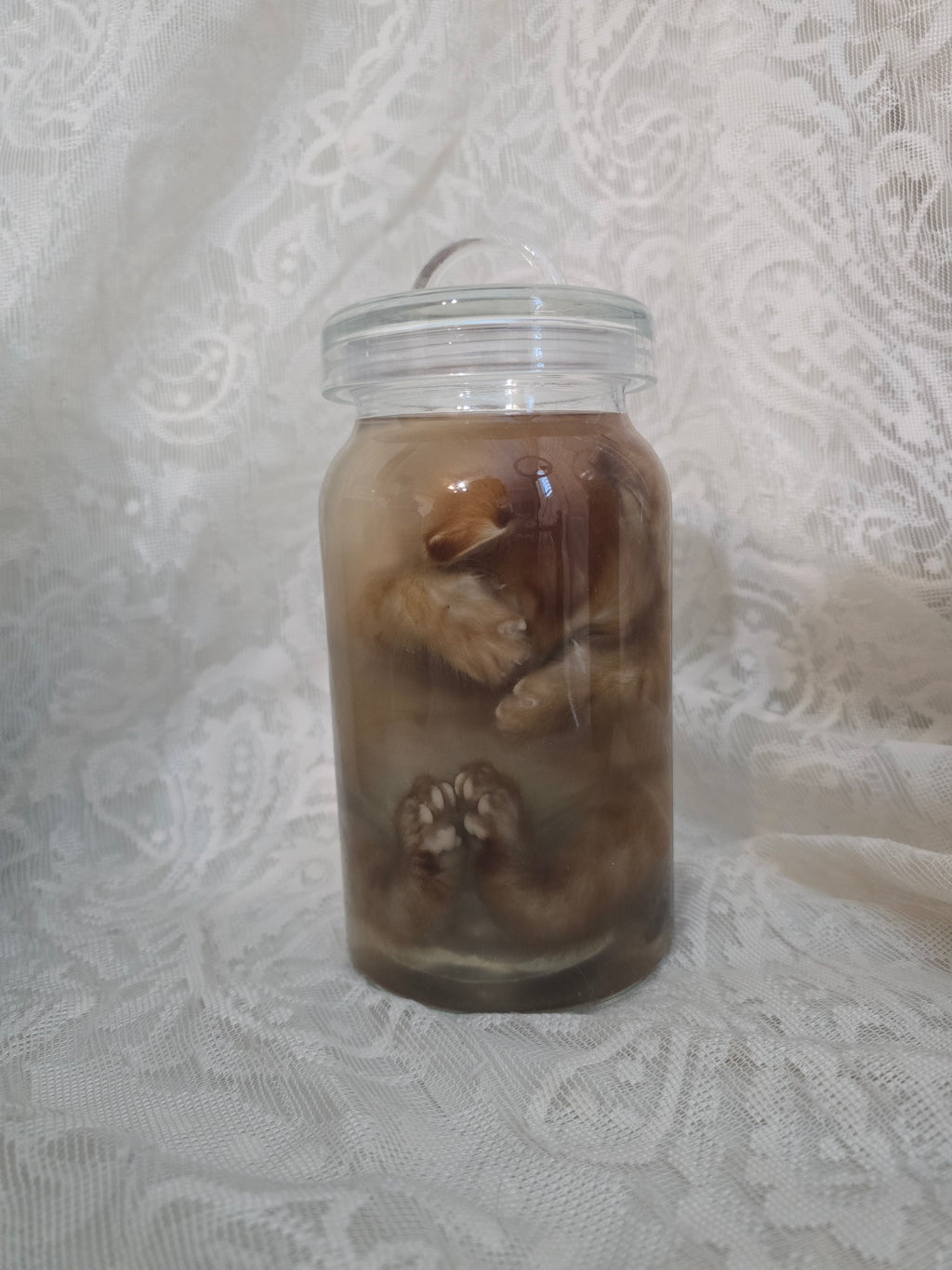 Orange Tabby Wet Specimen PRE-CLAIM