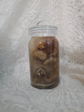 Orange Tabby Wet Specimen PRE-CLAIM