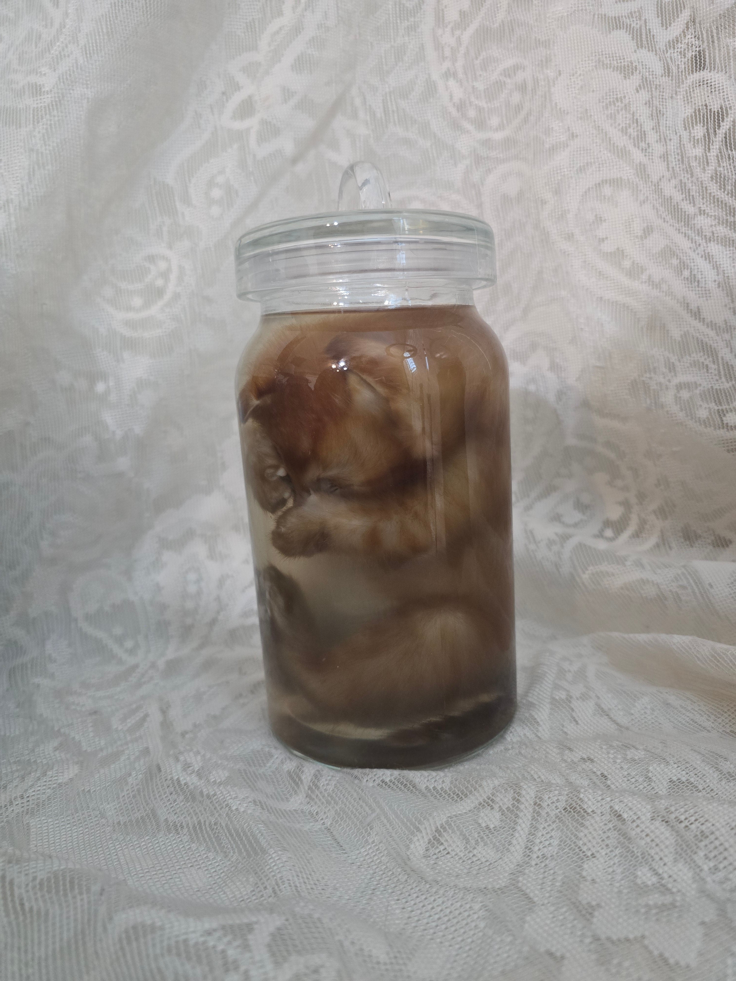 Orange Tabby Wet Specimen PRE-CLAIM