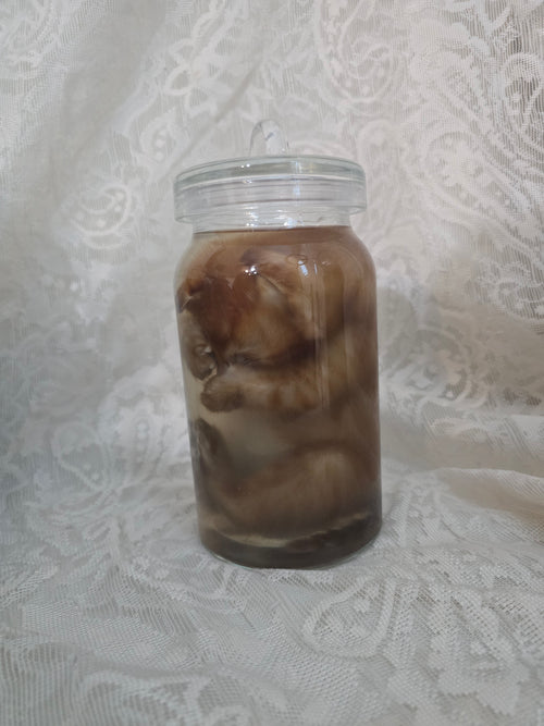 Orange Tabby Wet Specimen PRE-CLAIM