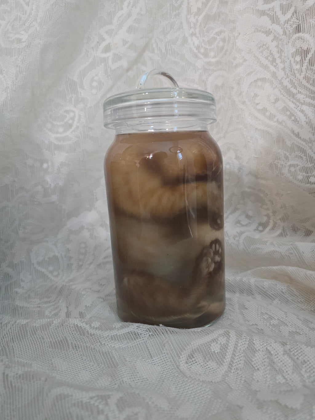 Orange Tabby Wet Specimen PRE-CLAIM