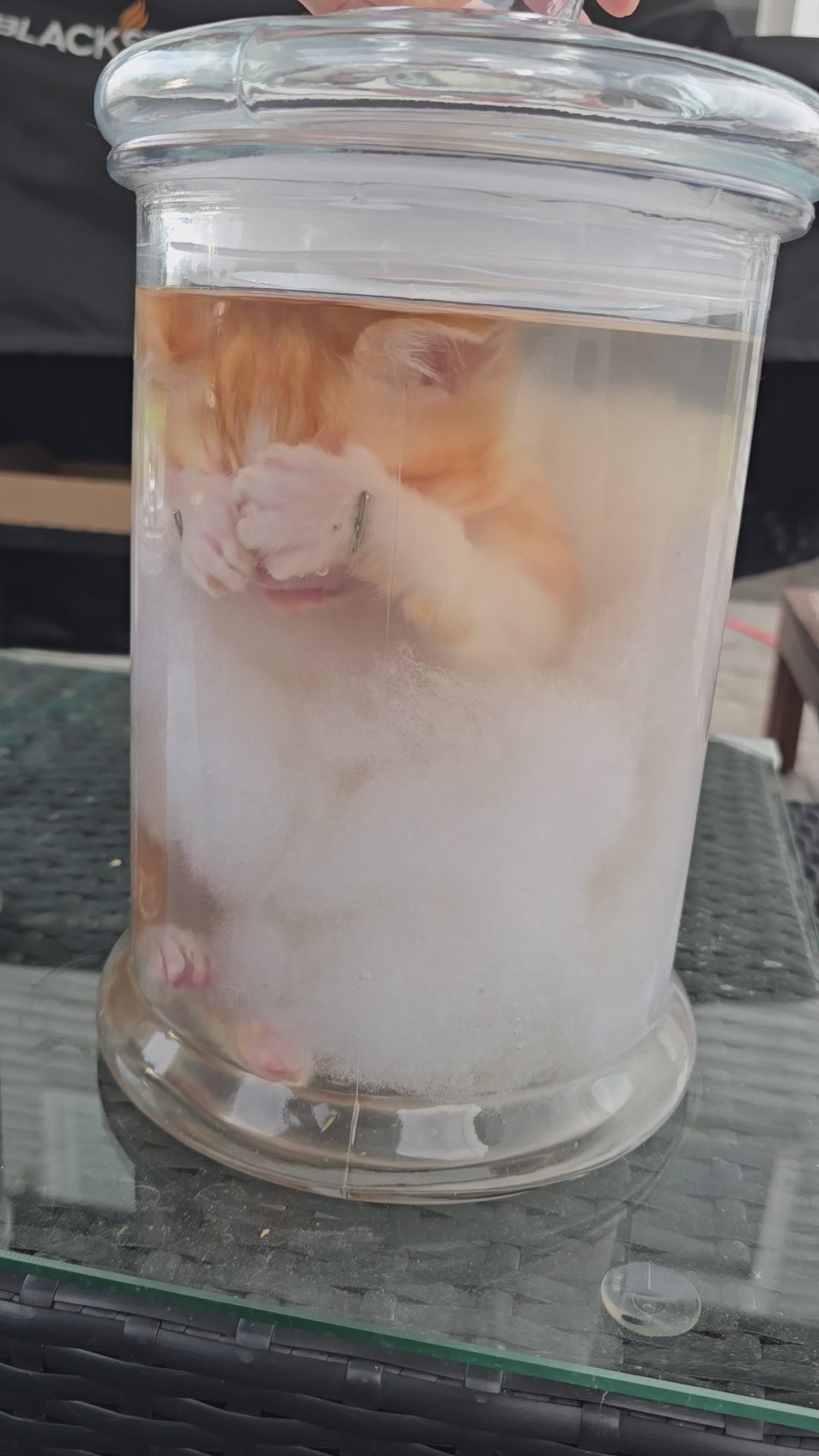 Orange&White Kitten Wet Specimen (PRECLAIM)
