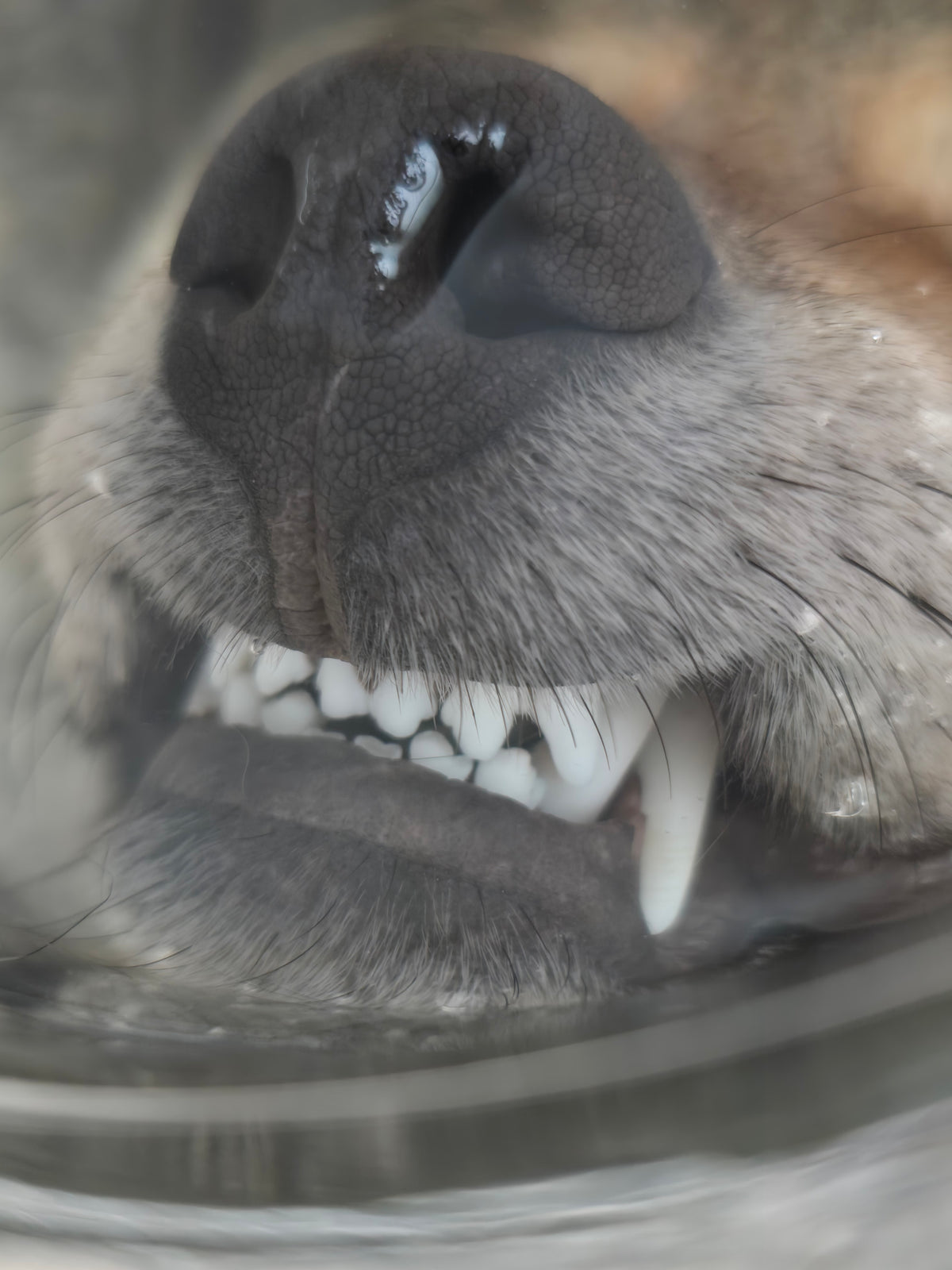 Coyote Head Wet Specimen