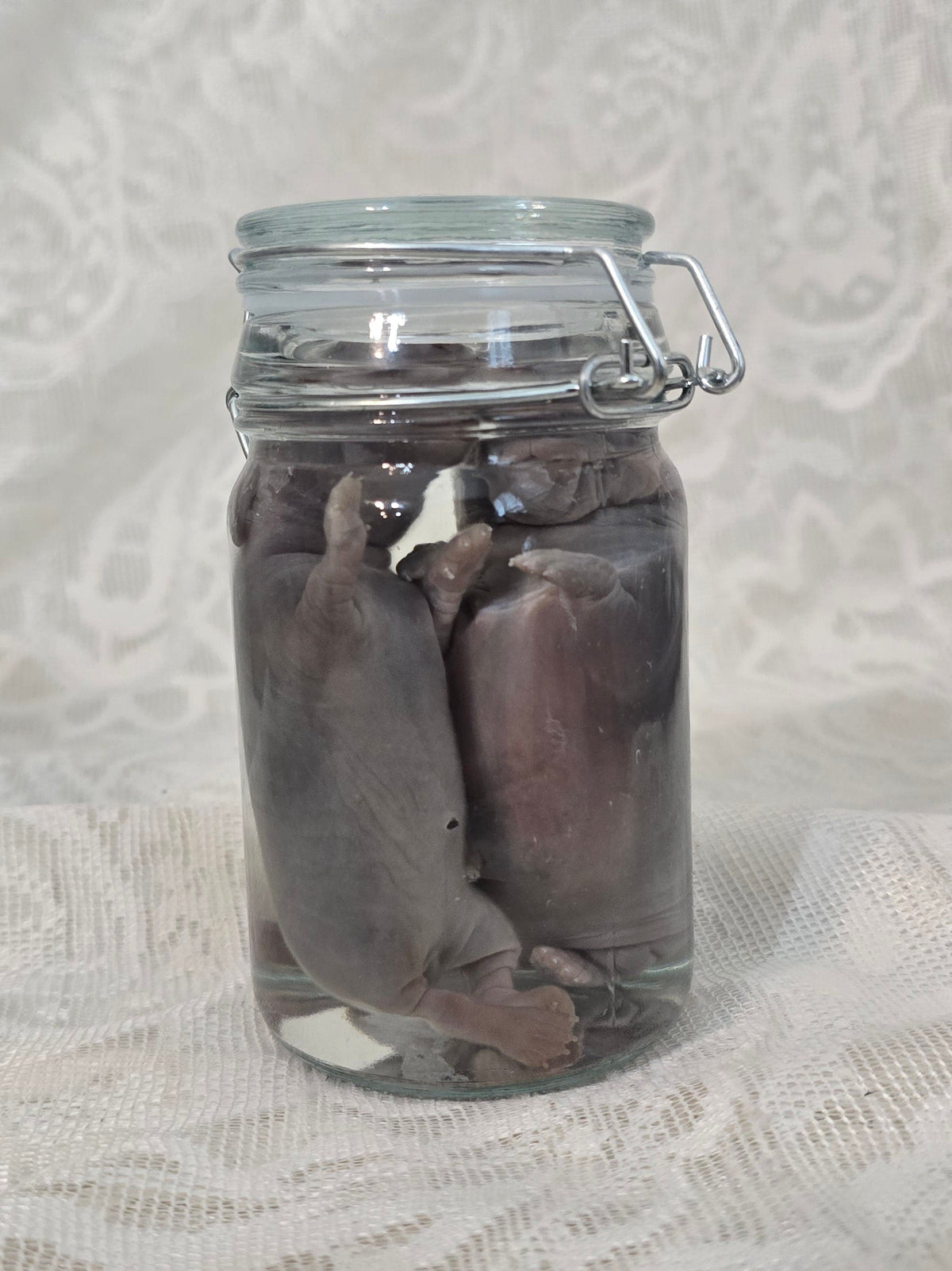x2 Bunny Kit Wet Specimen