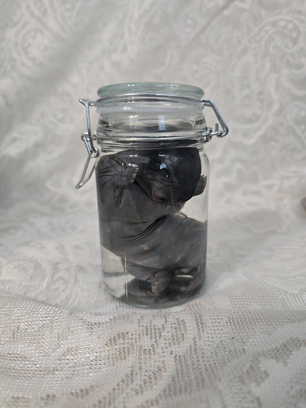 Black Bunny Kit Wet Specimen (broken leg)