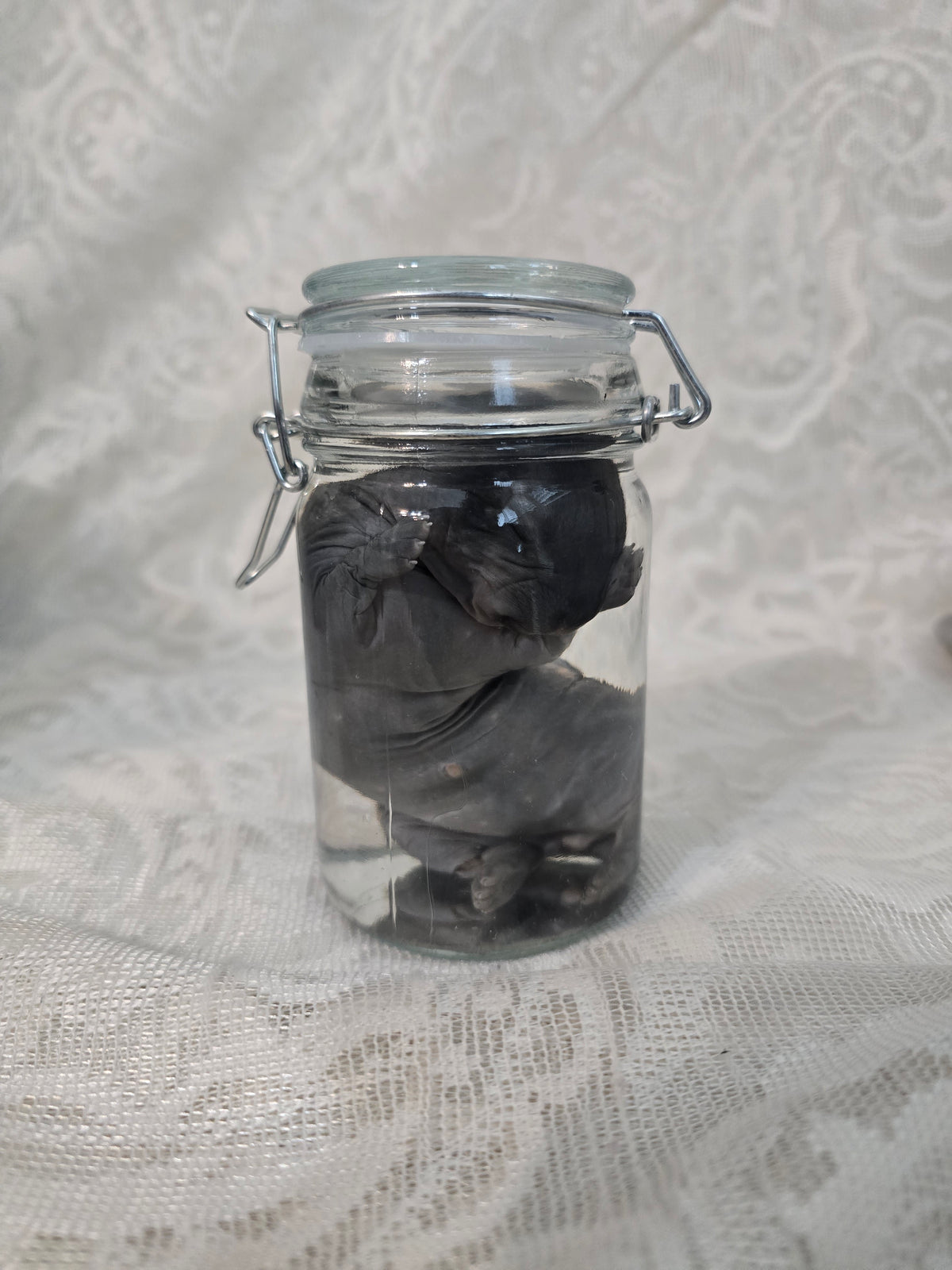 Black Bunny Kit Wet Specimen (broken leg)