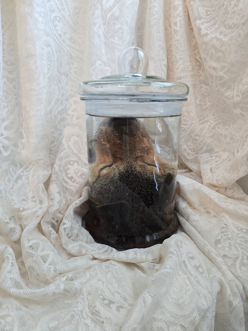 Coyote Head Wet Specimen