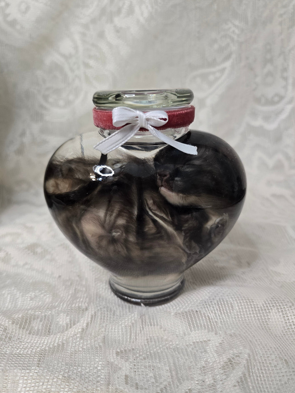 Torti Kitten Wet Specimen