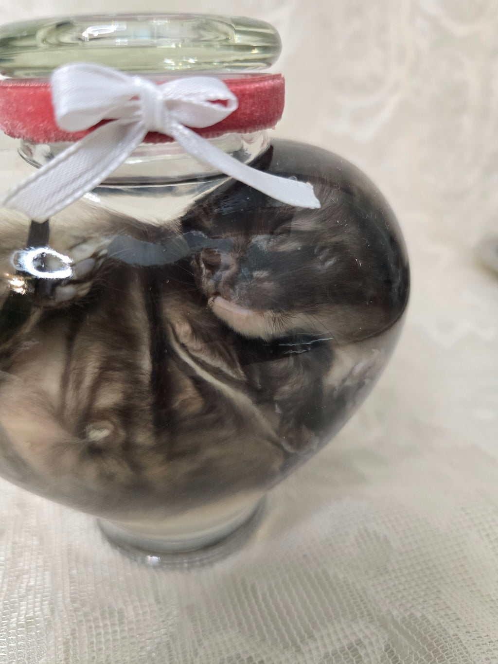 Torti Kitten Wet Specimen
