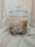 Orange Tabby Kitten Wet Specimen
