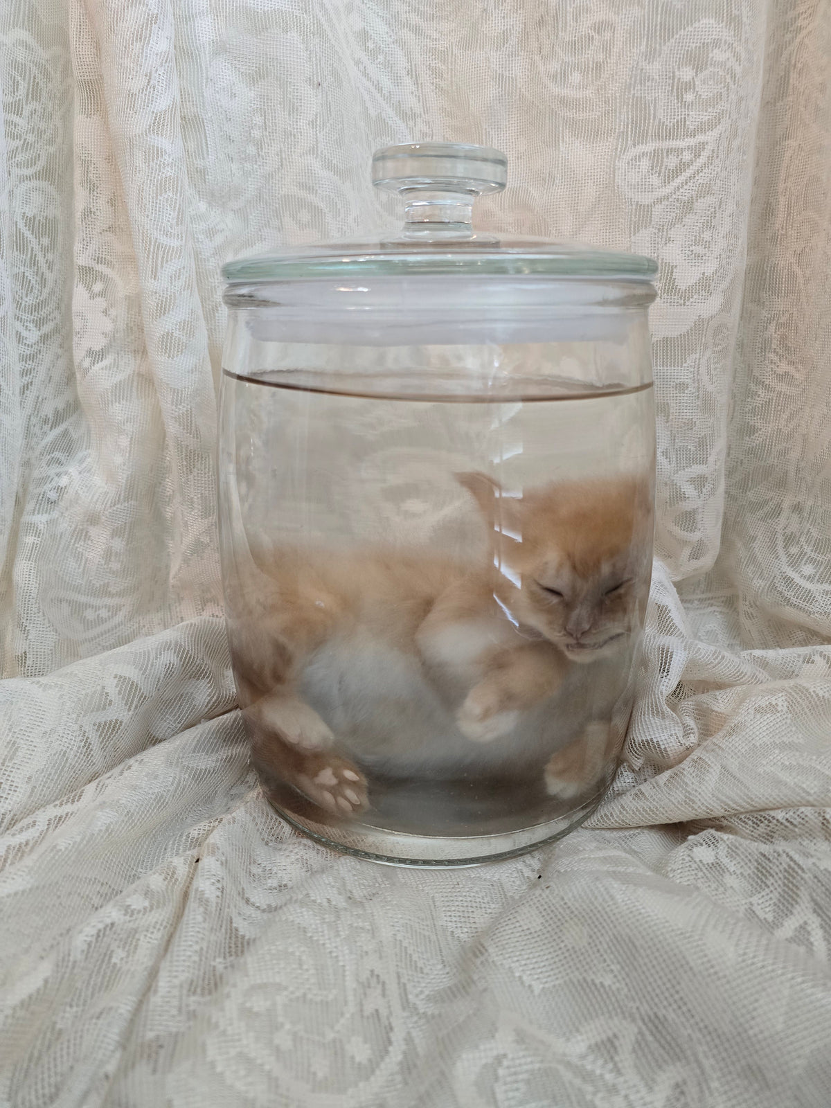 Orange Tabby Kitten Wet Specimen