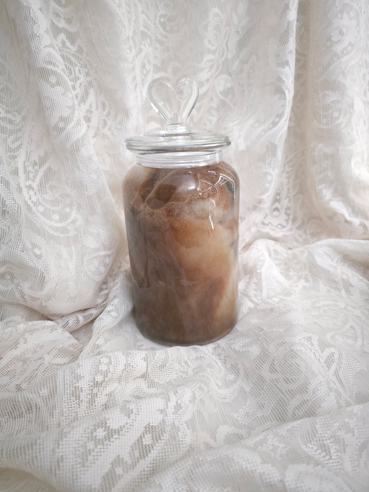 Brown & White Bunny Wet Specimen