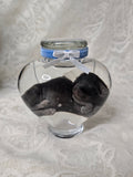 Black Kitten Wet Specimen