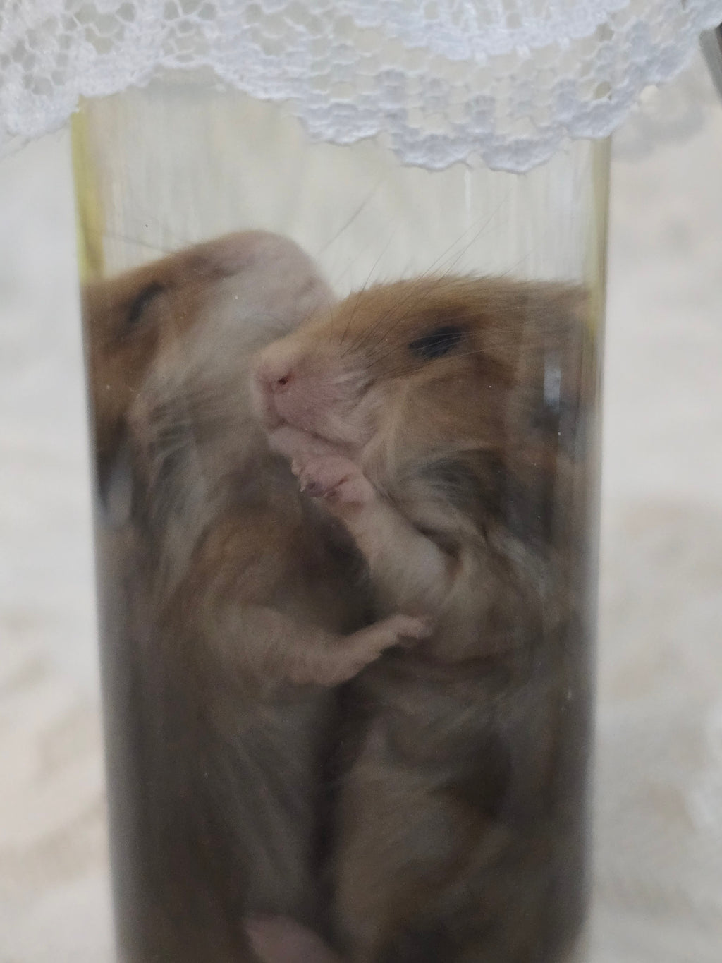 Hamster Wet Specimen