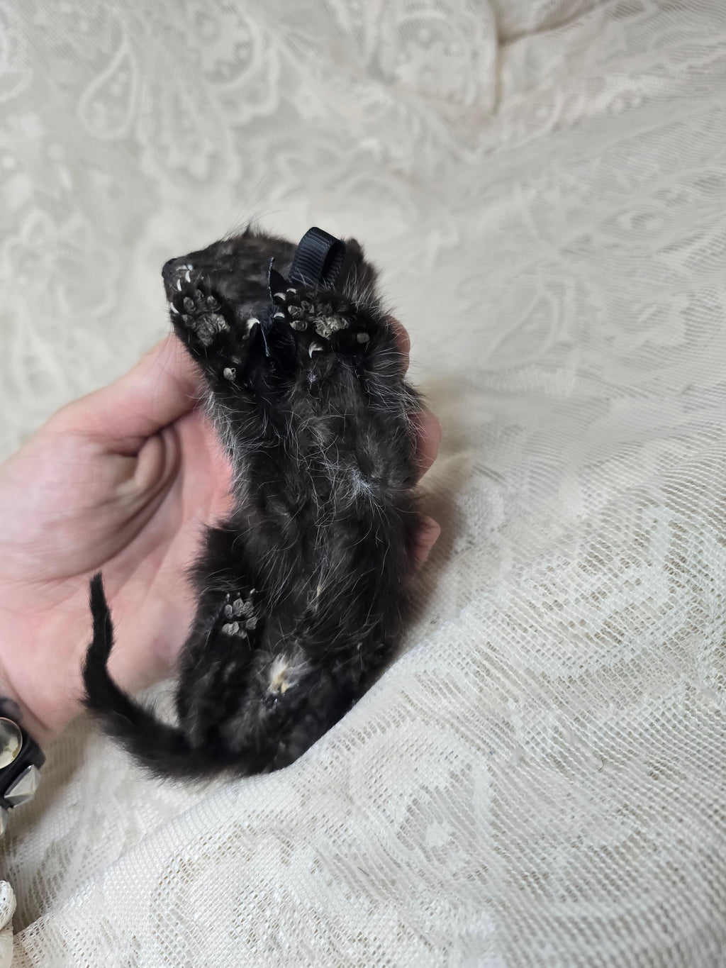 Mummified Black Kitten