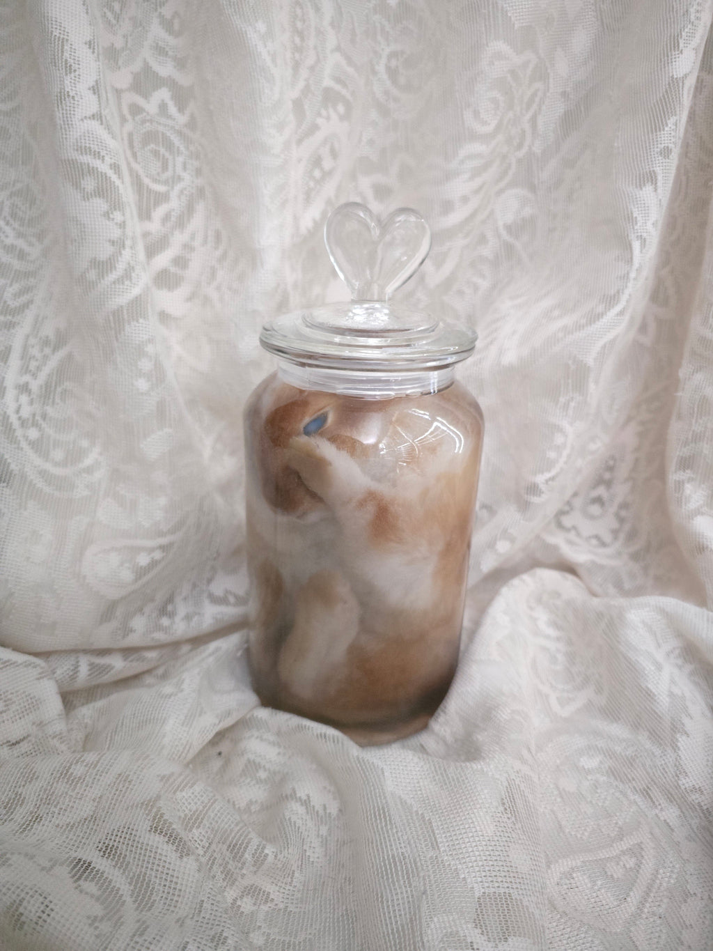 Brown & White Bunny Wet Specimen
