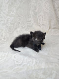 Mummified Black Kitten