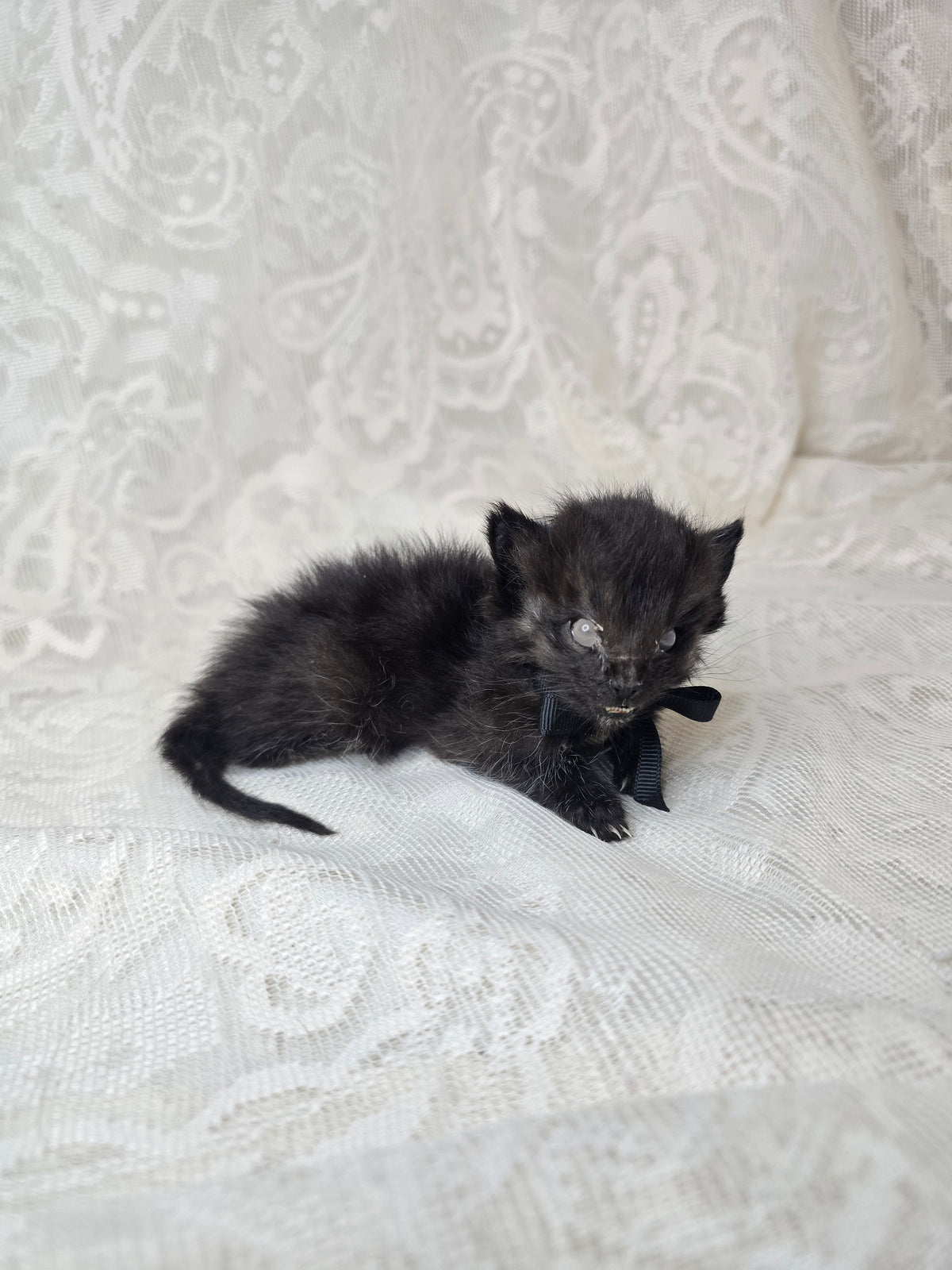 Mummified Black Kitten