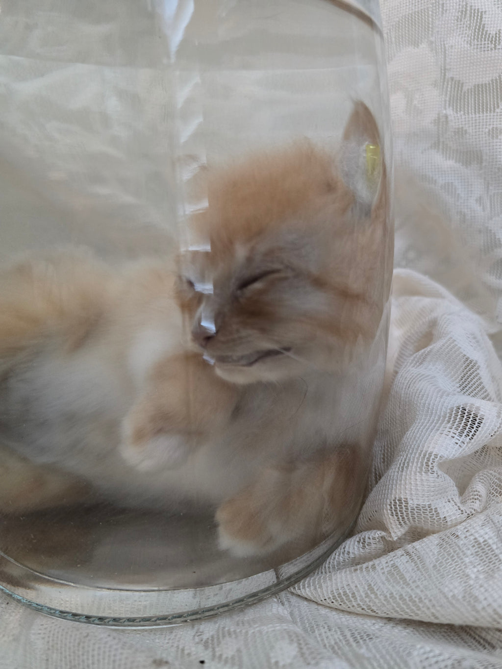 Orange Tabby Kitten Wet Specimen