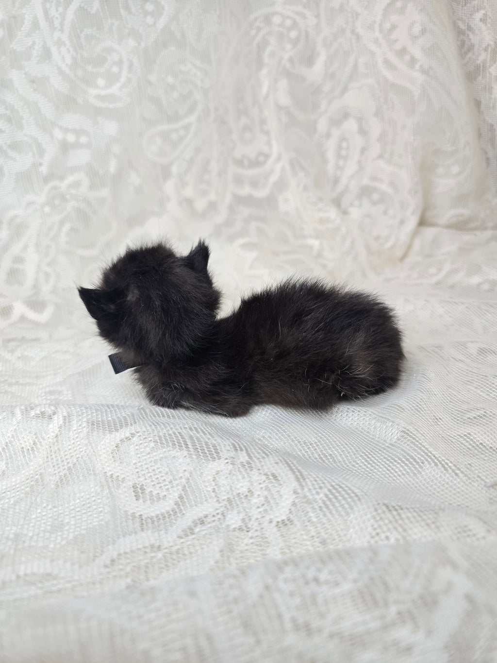 Mummified Black Kitten