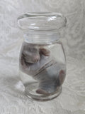 White Bunny Kit Wet Specimen