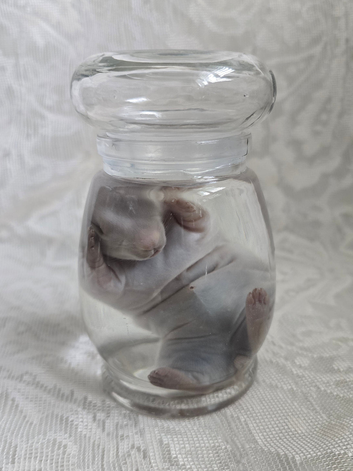 White Bunny Kit Wet Specimen