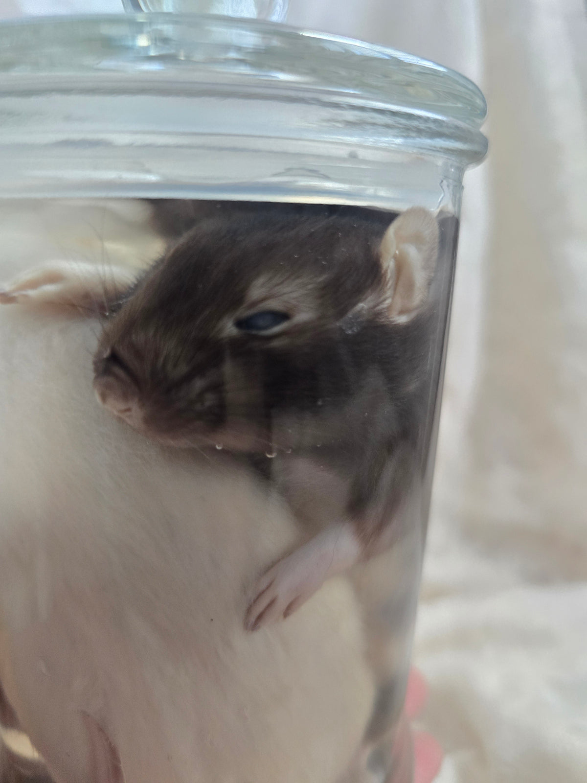 Two Mischievous Rats Wet Specimen
