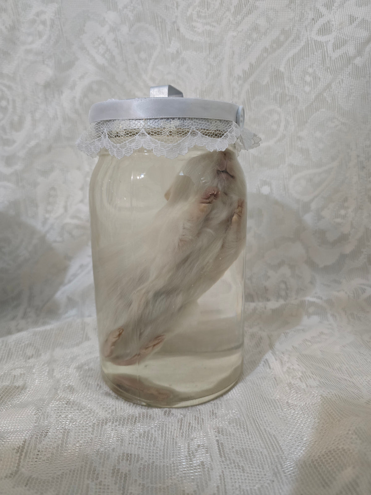 Guinea Pig Wet Specimen