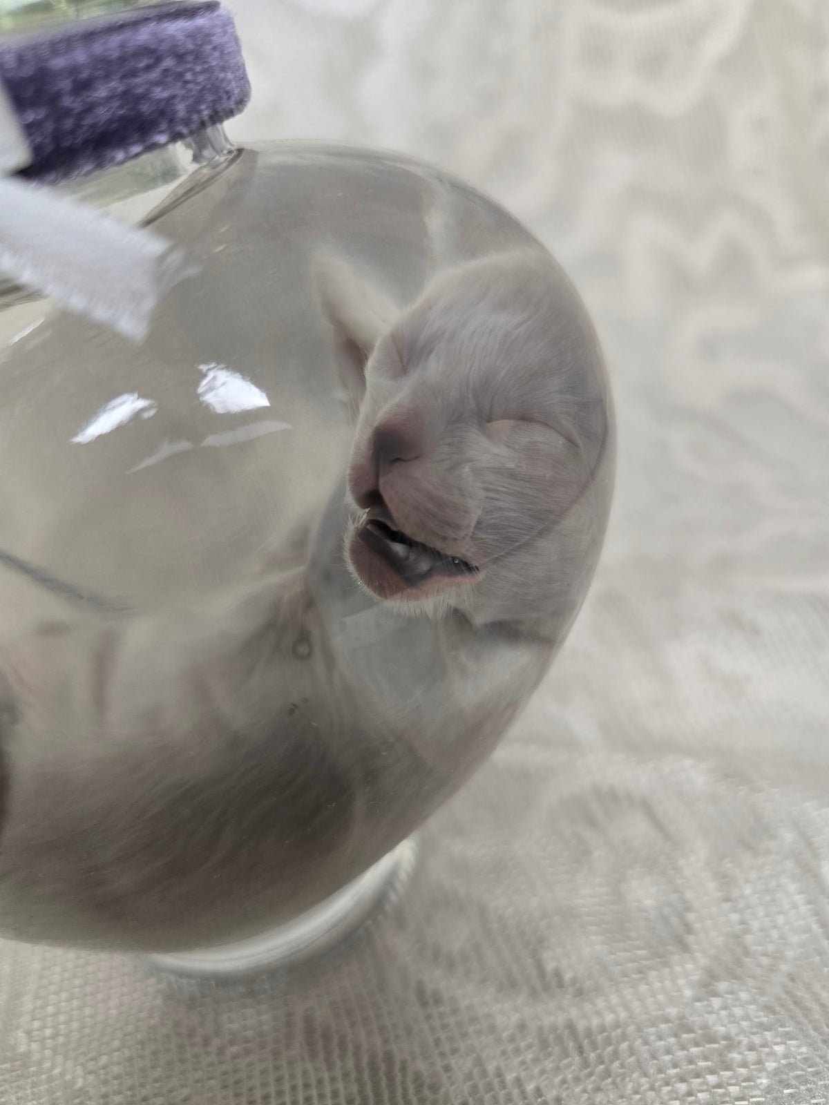 White Kitten Wet Specimen
