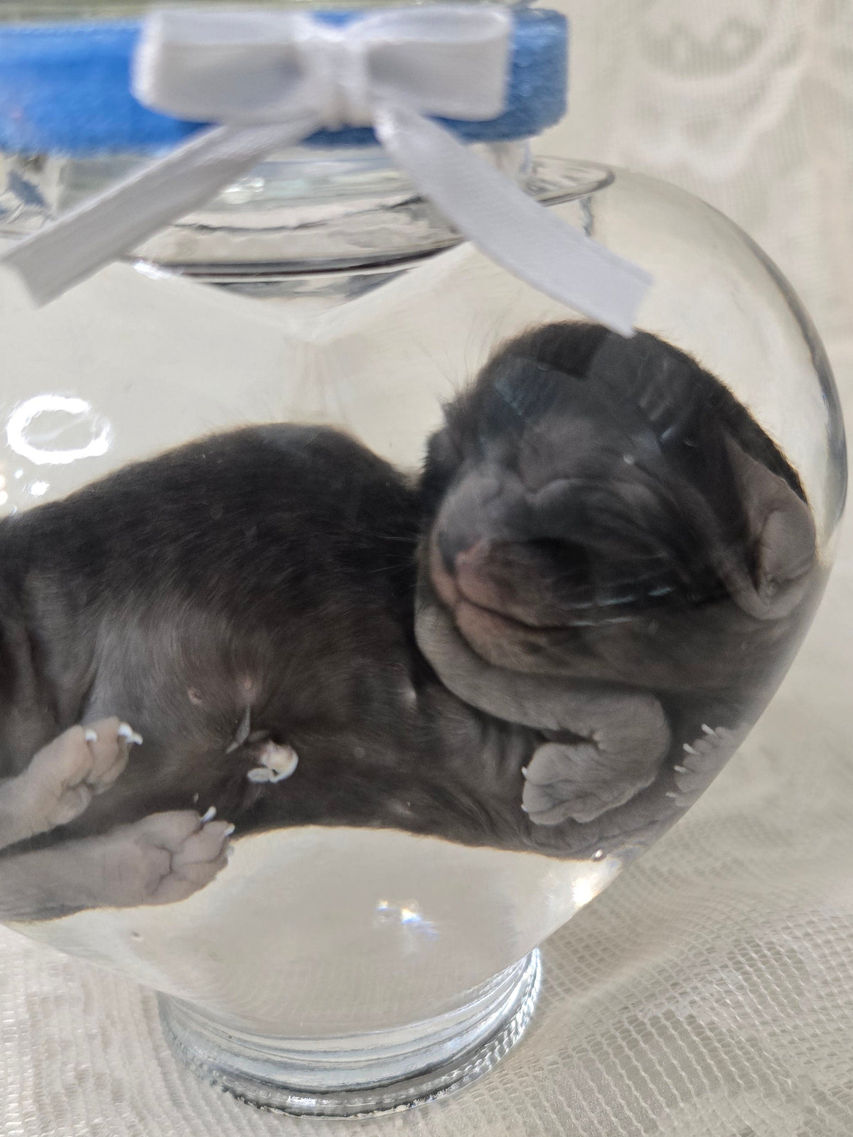 Black Kitten Wet Specimen