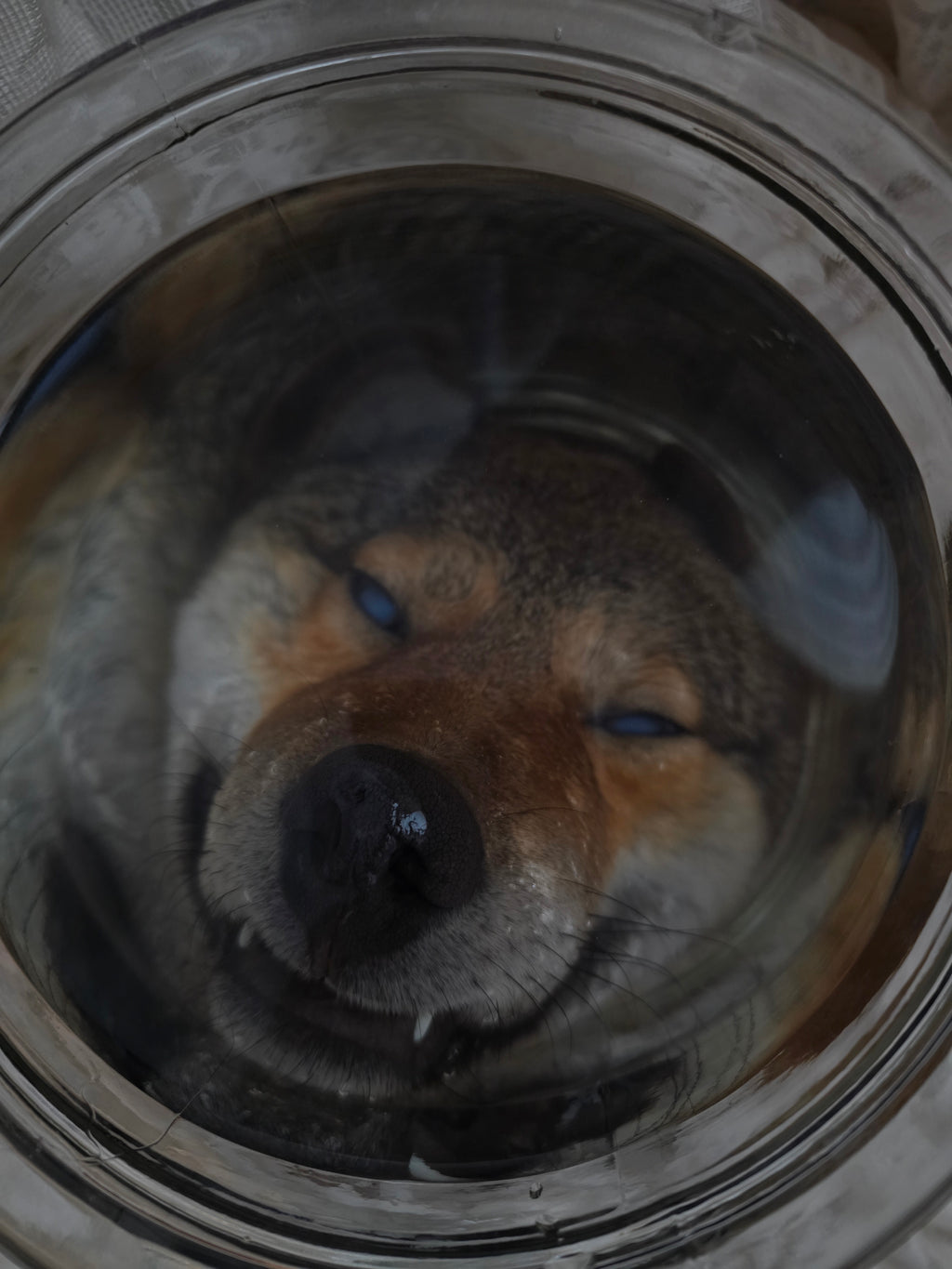 Coyote Head Wet Specimen