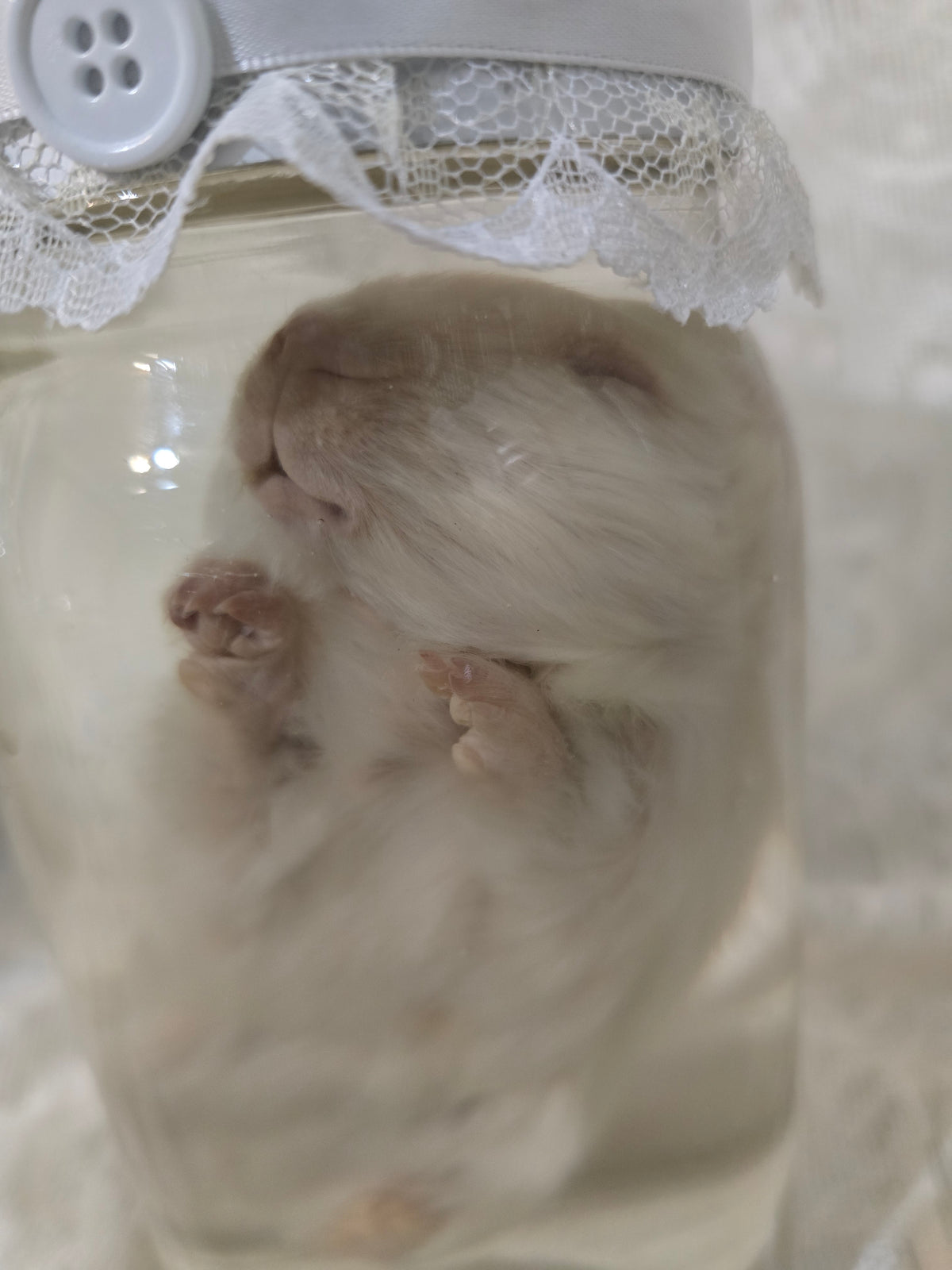 Guinea Pig Wet Specimen