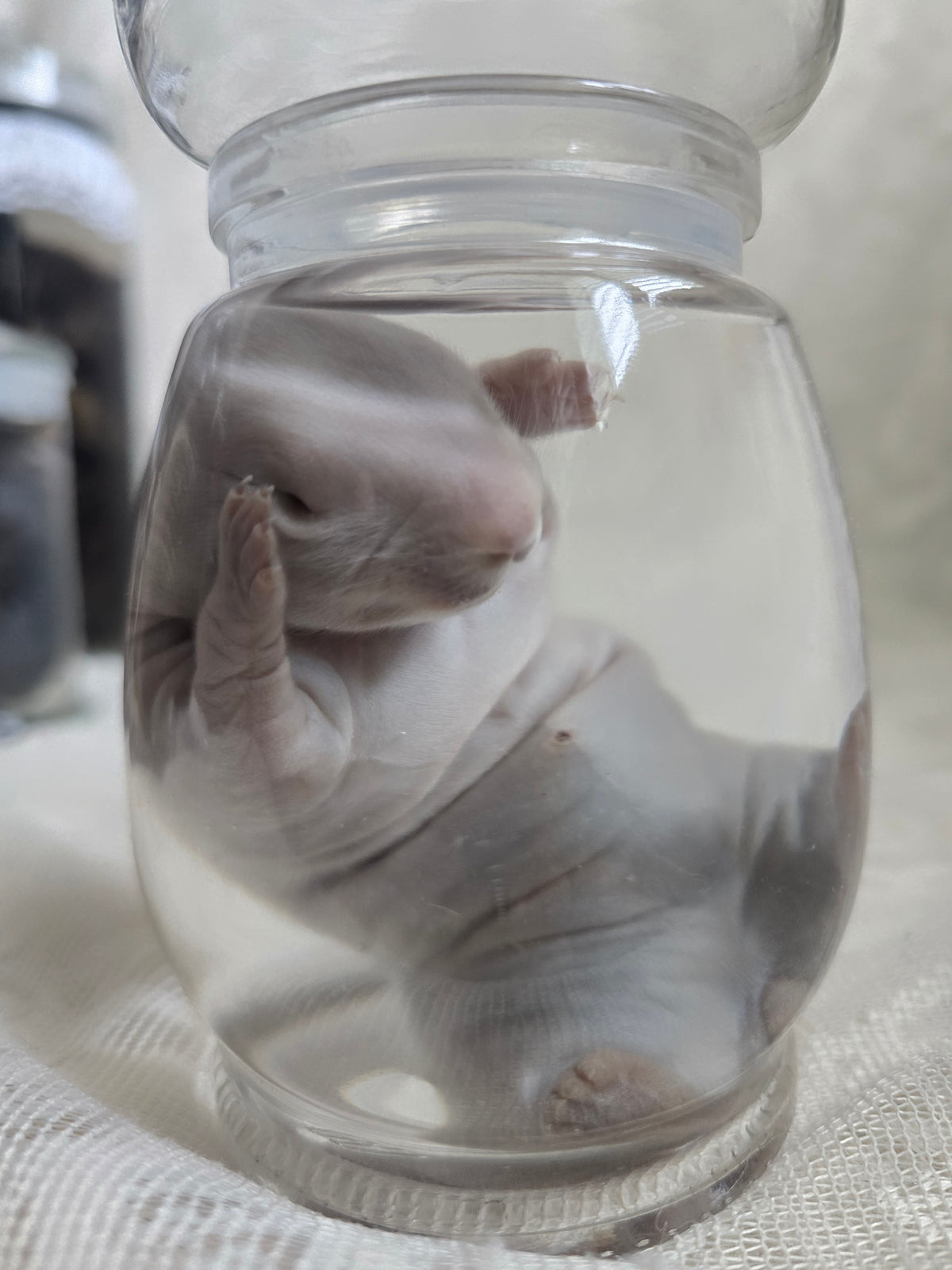 White Bunny Kit Wet Specimen
