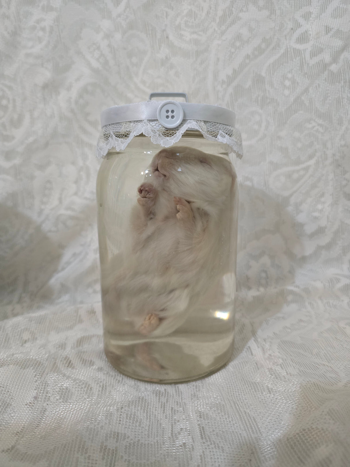 Guinea Pig Wet Specimen