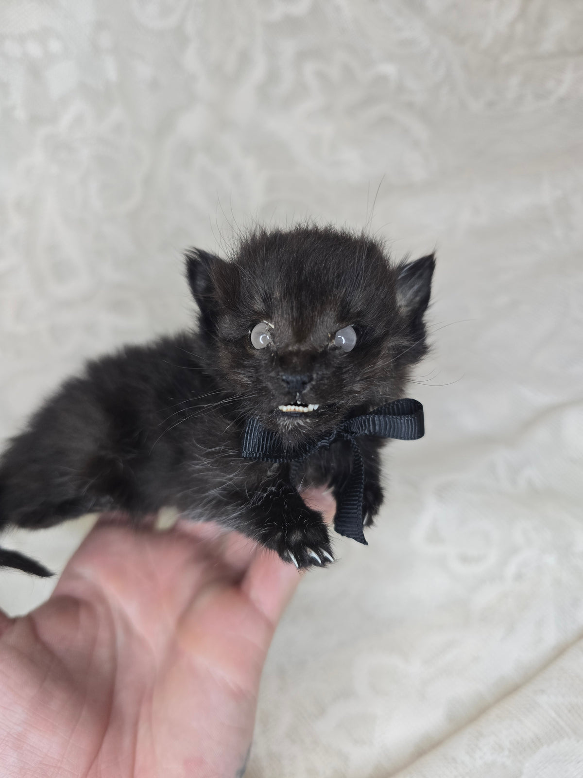 Mummified Black Kitten