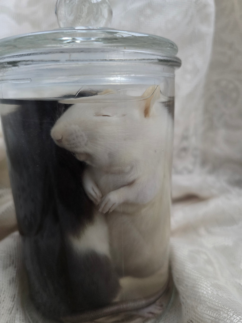 Two Mischievous Rats Wet Specimen