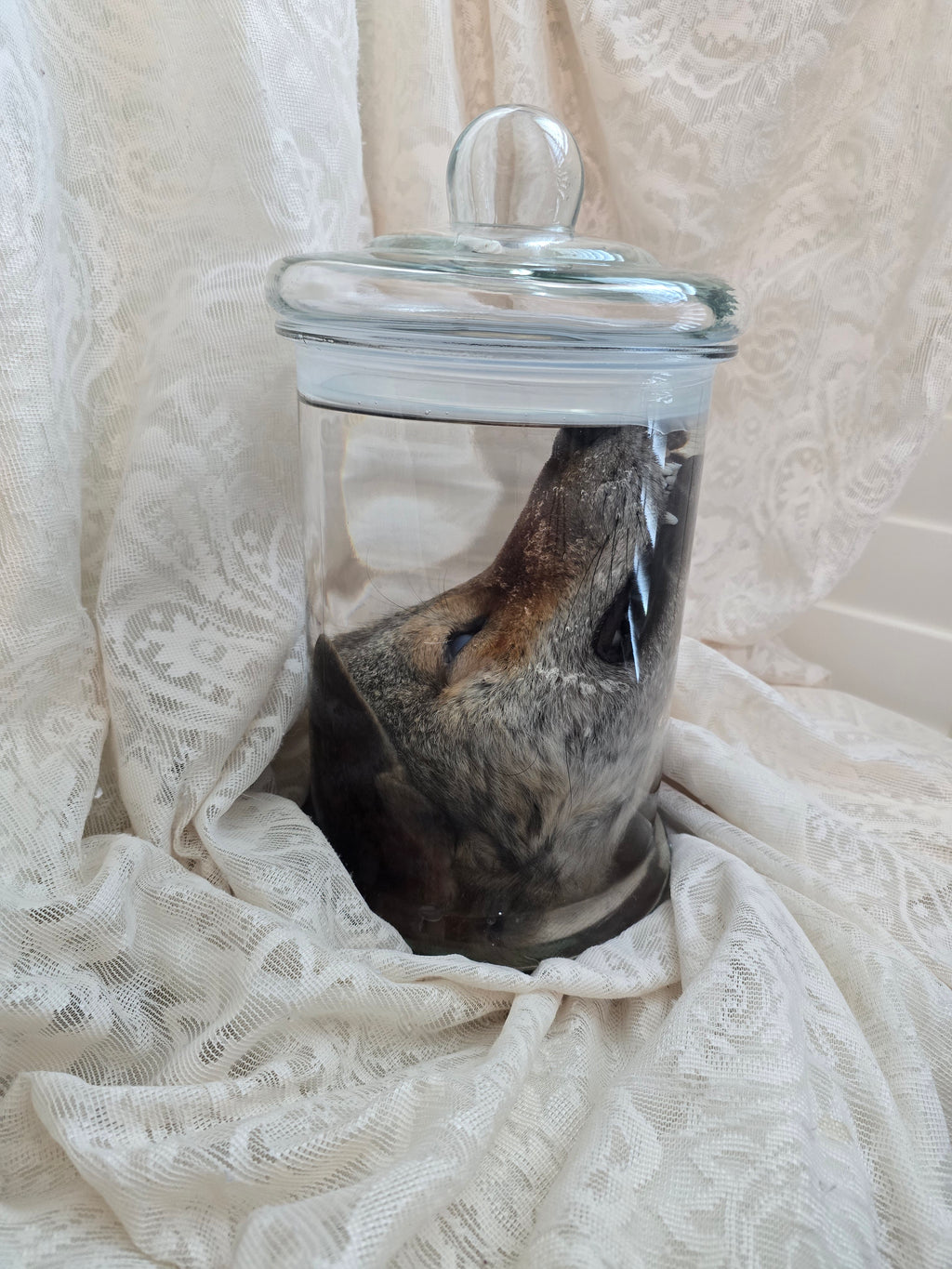 Coyote Head Wet Specimen