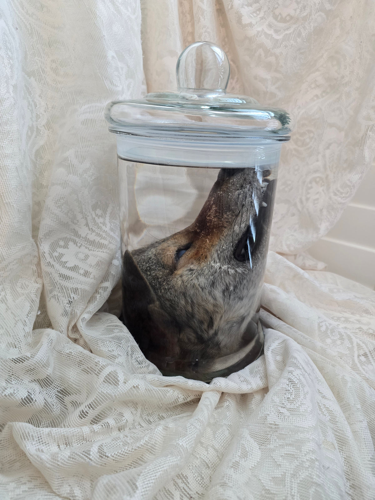 Coyote Head Wet Specimen