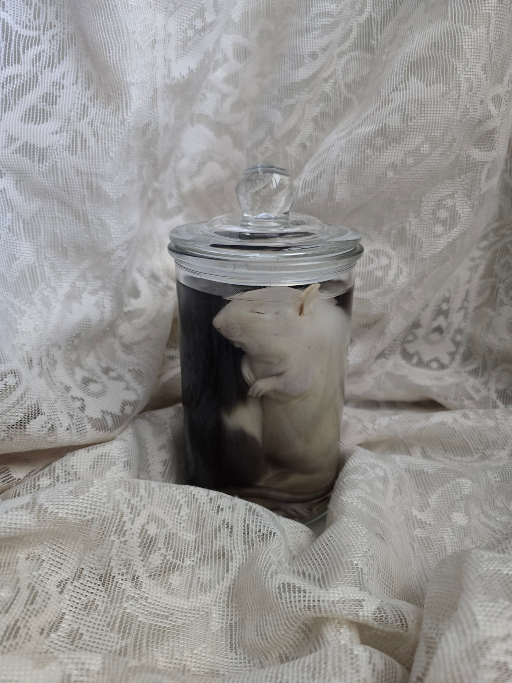 Two Mischievous Rats Wet Specimen