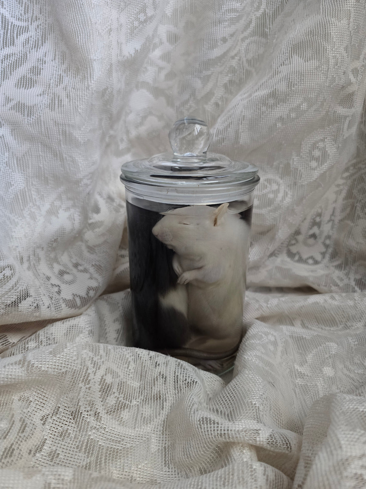 Two Mischievous Rats Wet Specimen