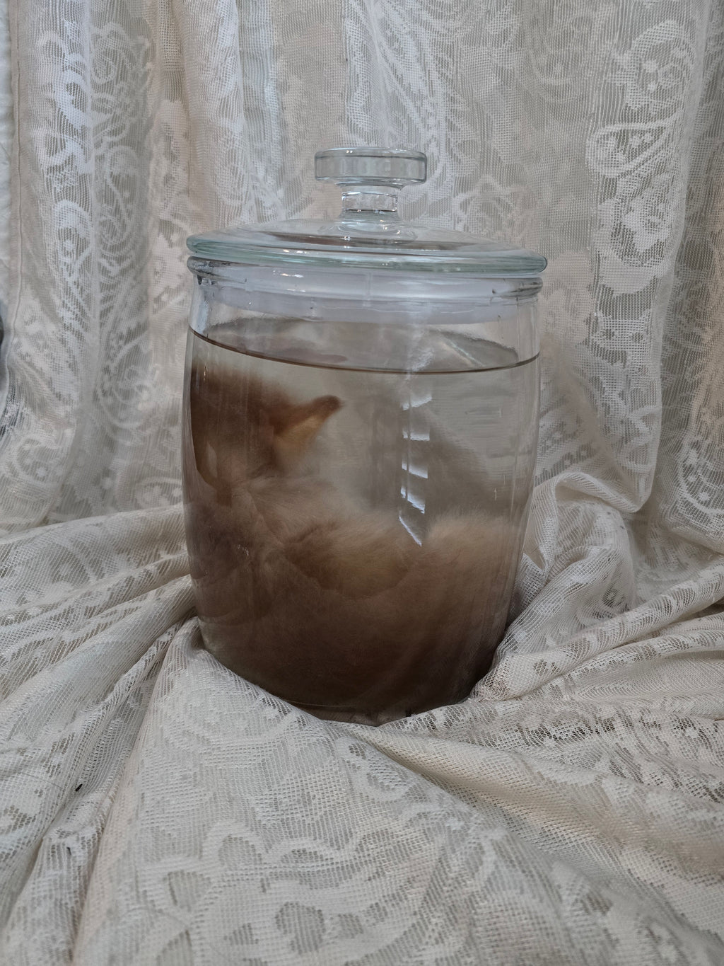 Orange Tabby Kitten Wet Specimen