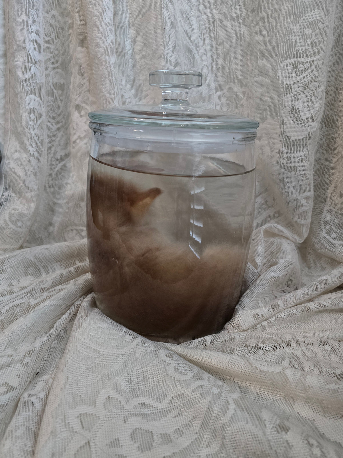 Orange Tabby Kitten Wet Specimen