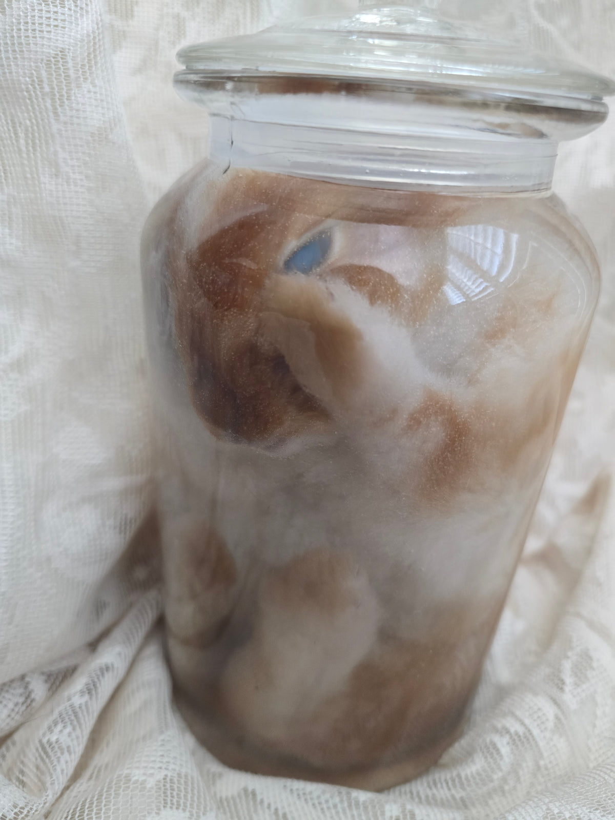 Brown & White Bunny Wet Specimen