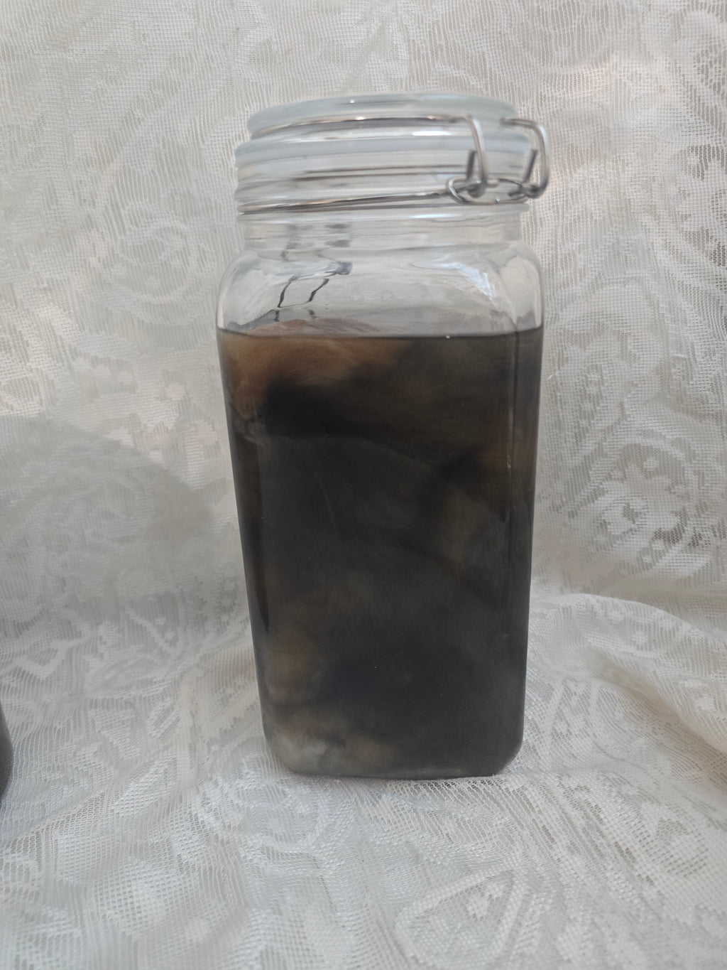 Lionhead Bunny Wet Specimen (PRE-CLAIM)