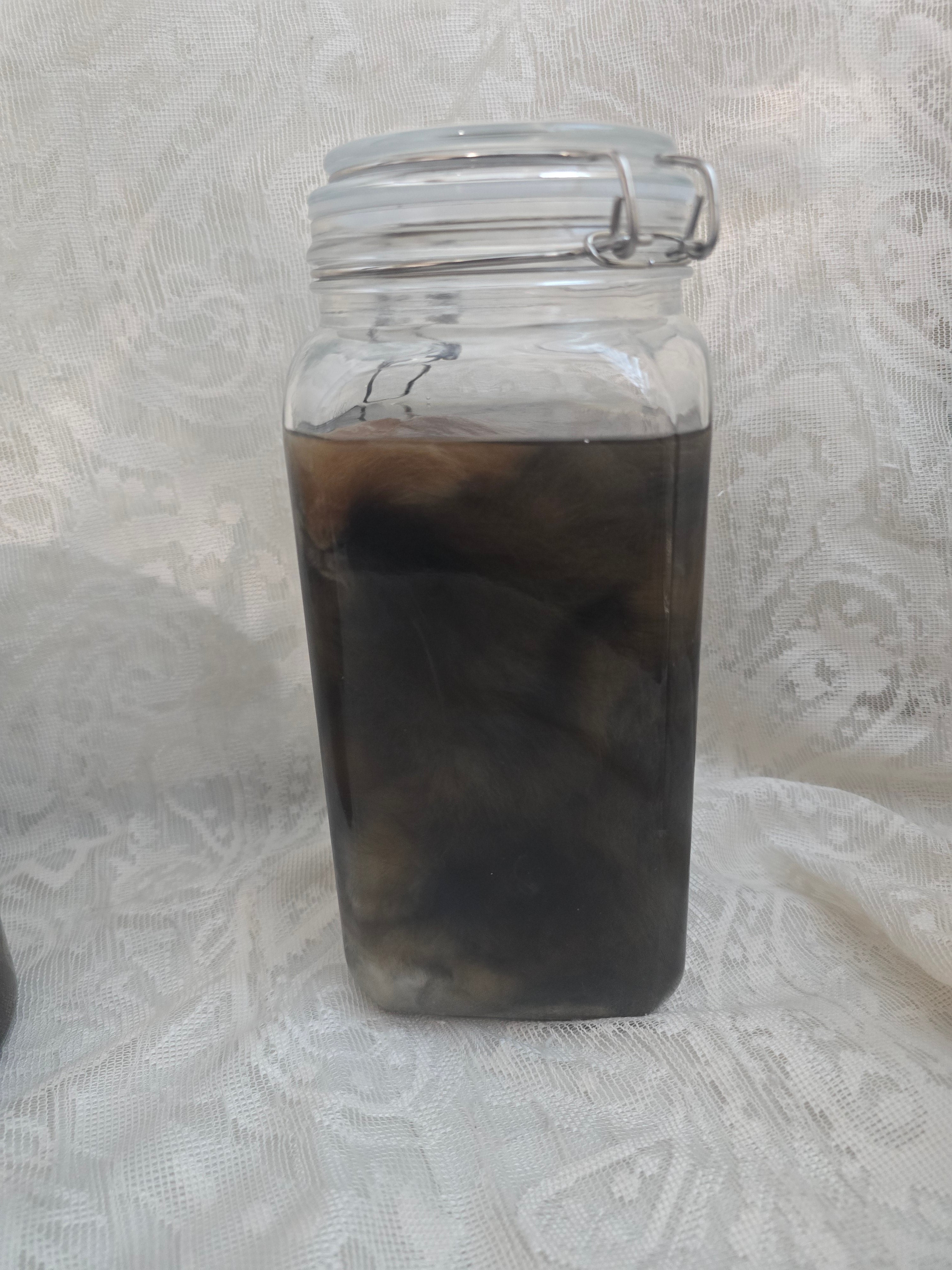 Lionhead Bunny Wet Specimen (PRE-CLAIM)