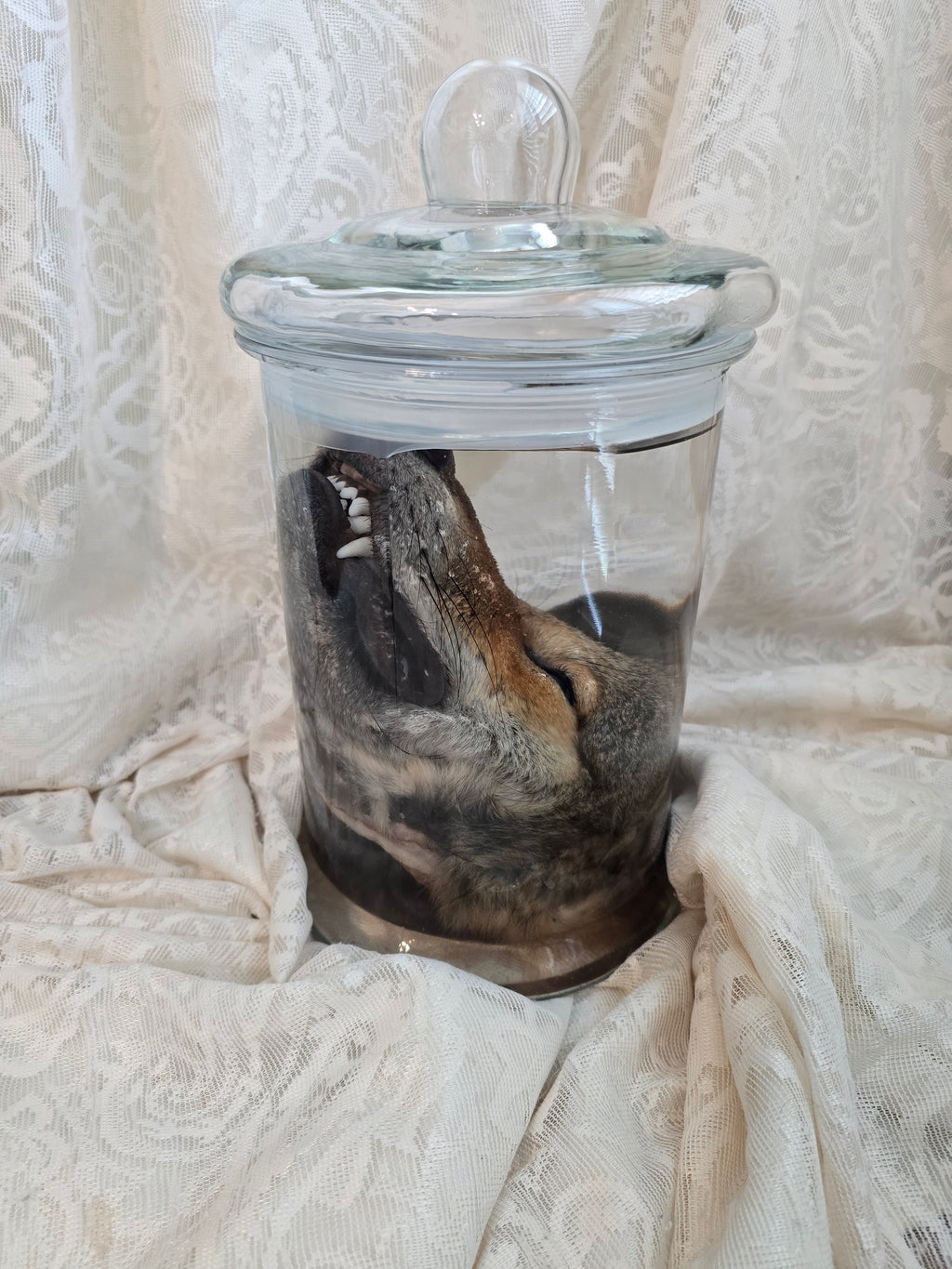 Coyote Head Wet Specimen
