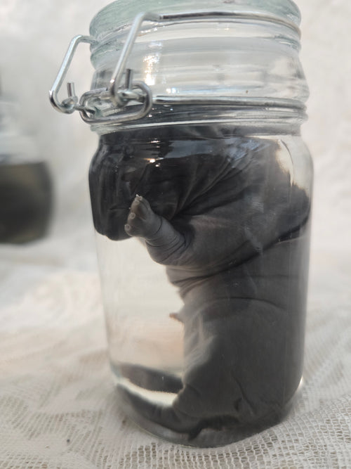 Black Bunny Kit Wet Specimen (broken leg)